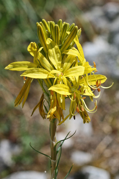 Asphodeline lutea, Asfodelo giallo