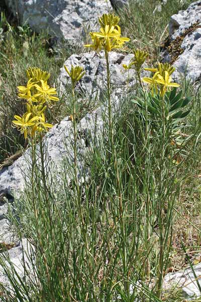 Asphodeline lutea, Asfodelo giallo