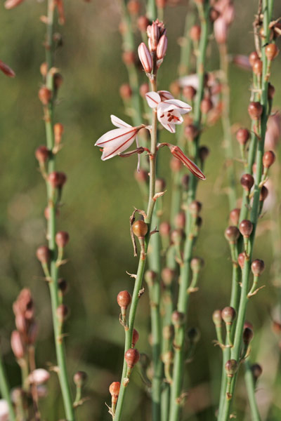 Asphodelus fistulosus, Asfodelo fistoloso, Cadilloneddu, Cadilloni pitticu, Scraria pittica