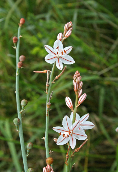 Asphodelus fistulosus, Asfodelo fistoloso, Cadilloneddu, Cadilloni pitticu, Scraria pittica