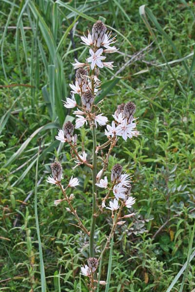 Asphodelus ramosus, Asfodelo, Asfodillo, Porraccio, Cadrilloni, Irbutu, Iscraria