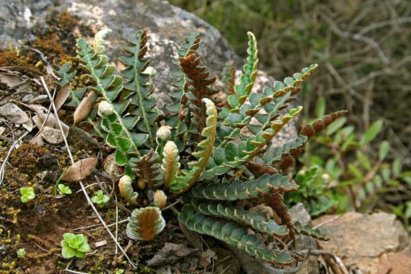 Asplenium ceterach, Cedracca comune, Erba ruggine, Dodorilla, Doradilla, Erba de ferru