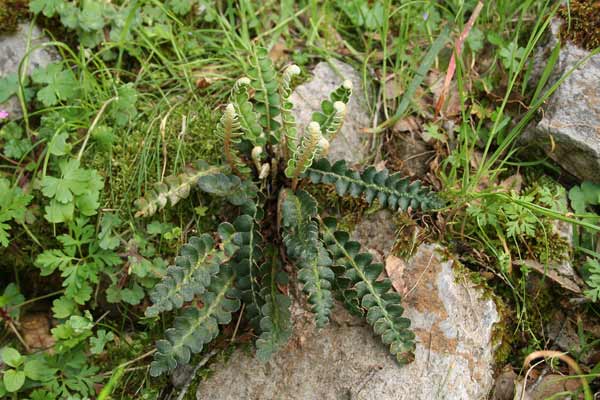 Asplenium ceterach, Cedracca comune, Erba ruggine, Dodorilla, Doradilla, Erba de ferru