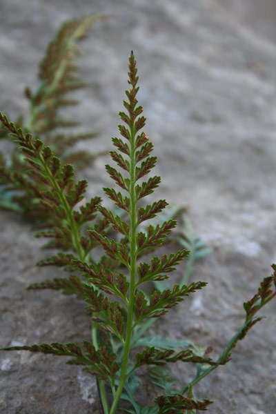 Asplenium onopteris, Asplenio maggiore