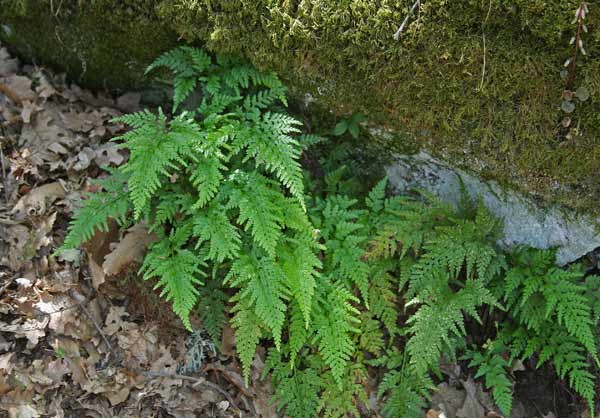 Asplenium onopteris, Asplenio maggiore