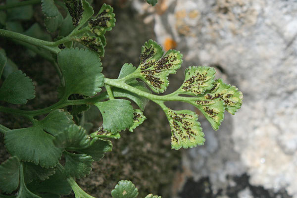 Asplenium ruta-muraria, Asplenio ruta di muro