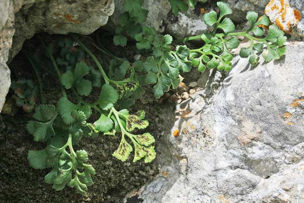Asplenium ruta-muraria, Asplenio ruta di muro