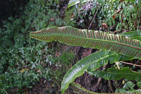 Asplenium scolopendrium, Lingua cervina, Scolopendria, Erba lingua, Follade spreni, Limba de rugine