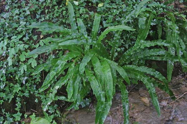 Asplenium scolopendrium, Lingua cervina, Scolopendria, Erba lingua, Follade spreni, Limba de rugine