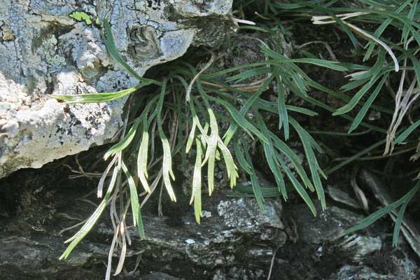 Asplenium septentrionale, Asplenio settentrionale