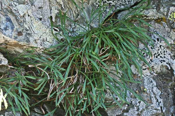 Asplenium septentrionale, Asplenio settentrionale