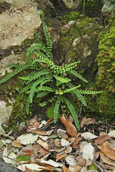 Asplenium trichomanes, Asplenio tricomane, Sfarzia de rana, Sfarziu de rana