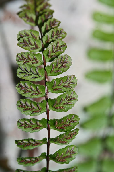 Asplenium trichomanes, Asplenio tricomane, Sfarzia de rana, Sfarziu de rana