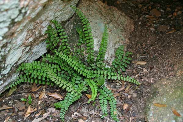 Asplenium trichomanes, Asplenio tricomane, Sfarzia de rana, Sfarziu de rana