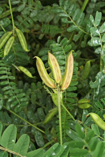Astragalus boeticus, Astragalo spagnolo, Caffè selvaggio, Caffè messicano, Caffeèddu, Caffei burdu