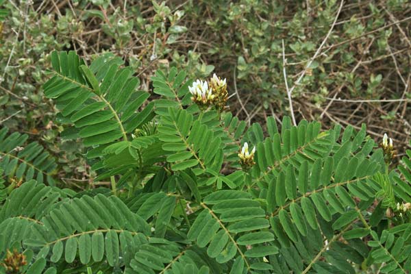 Astragalus boeticus, Astragalo spagnolo, Caffè selvaggio, Caffè messicano, Caffeèddu, Caffei burdu