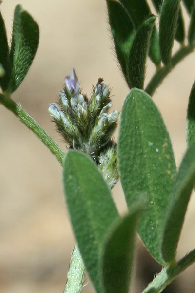 Astragalus epiglottis, Astragalo cordato