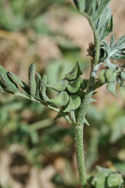 Astragalus epiglottis, Astragalo cordato