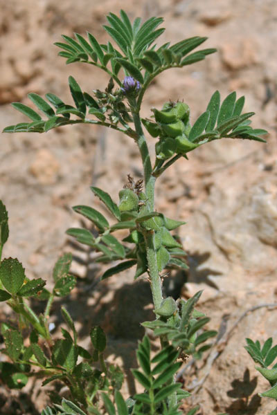 Astragalus epiglottis, Astragalo cordato