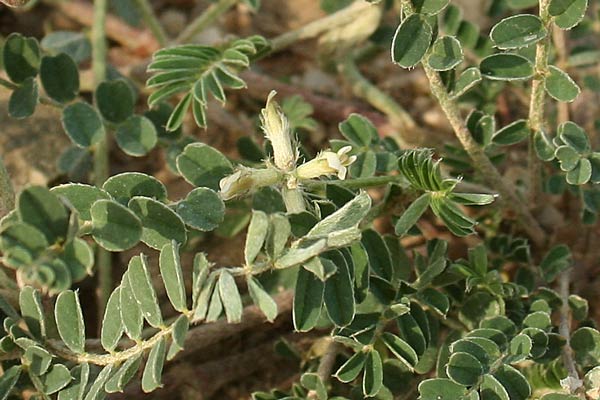 Astragalus hamosus, Astragalo falciforme