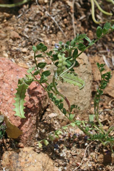 Astragalus pelecinus, Biserrula