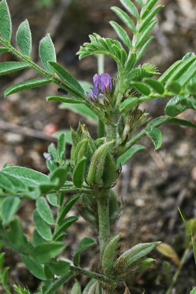 Astragalus sesameus, Astragalo minore, Vecciarino