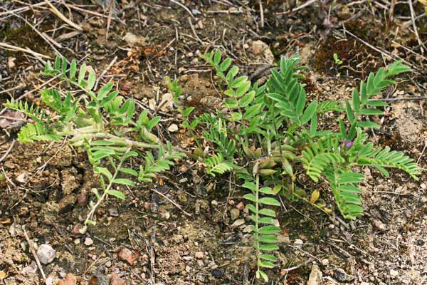 Astragalus sesameus, Astragalo minore, Vecciarino