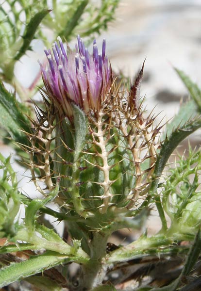 Atractylis cancellata, Masticogna annua, Fiore in gabbia