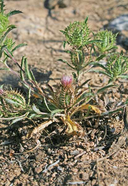 Atractylis cancellata, Masticogna annua, Fiore in gabbia