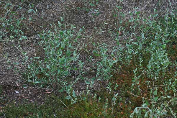 Atriplex prostrata, Atriplice comune, Atriplice prostrata, Erb'e ferru