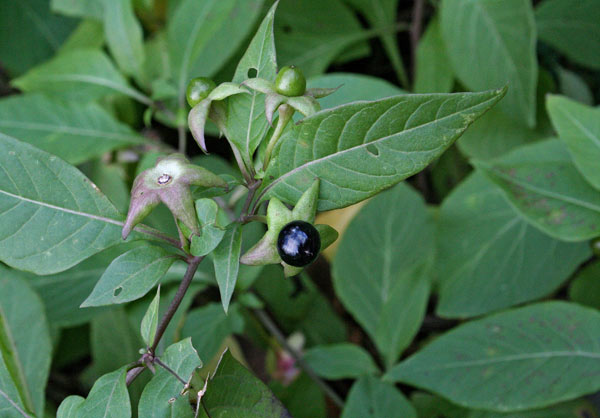 Atropa bella-donna, Belladonna, Solatro maggiore