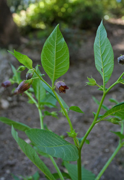 Atropa bella-donna, Belladonna, Solatro maggiore