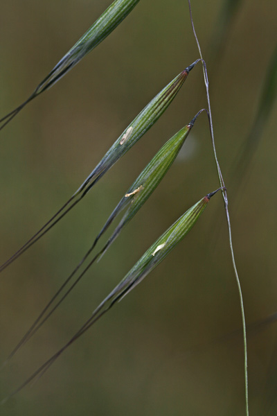 Avena barbata, Ena murra, Enarzu