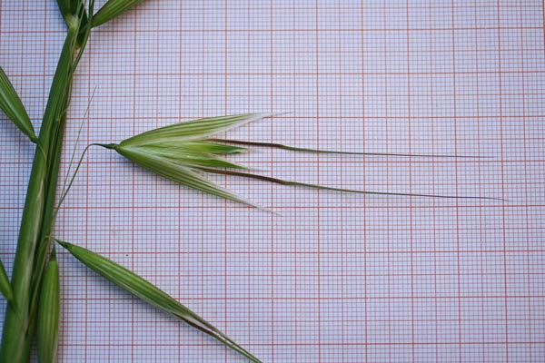 Avena sterilis, Avena maggiore, Abena, Abena agreste, Abena murra, Aena, Avena, Ena, Erba budia, Fenu murru, Saina