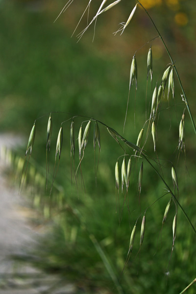 Avena sterilis, Avena maggiore, Abena, Abena agreste, Abena murra, Aena, Avena, Ena, Erba budia, Fenu murru, Saina