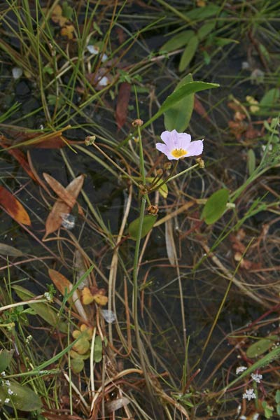 Baldellia ranunculoides, Mestolaccia minore