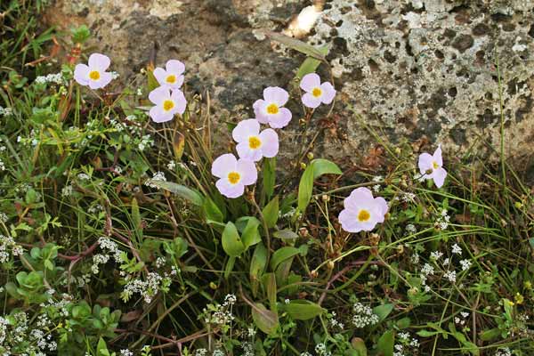 Baldellia ranunculoides, Mestolaccia minore