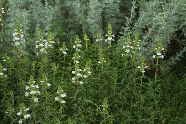 Bellardia trixago, Perlina minore, Elva de Santu Pedru, Eufragia, Piriconchedda