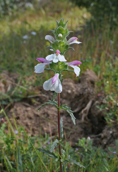 Bellardia trixago, Perlina minore, Elva de Santu Pedru, Eufragia, Piriconchedda