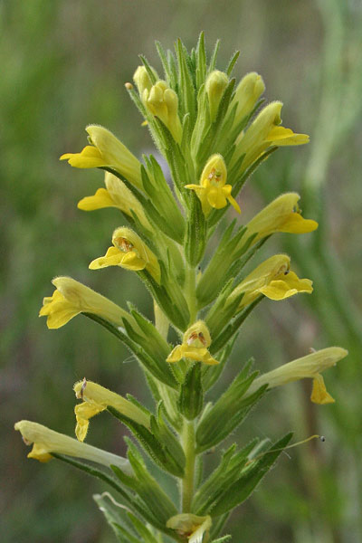 Bellardia viscosa, Perlina maggiore