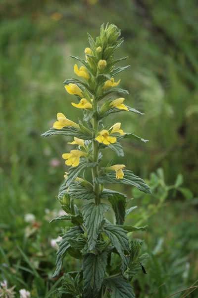 Bellardia viscosa, Perlina maggiore