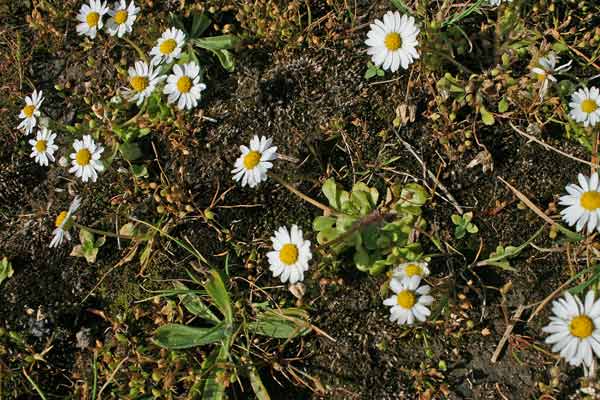 Bellis annua, Pratolina annuale, Malgarita, Margarita, Margheritedda, Sitziedda