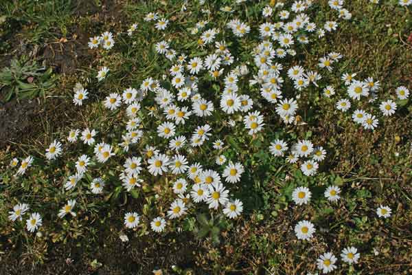 Bellis annua, Pratolina annuale, Malgarita, Margarita, Margheritedda, Sitziedda