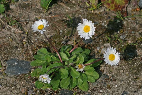 Bellis perennis, Margheritina, Pratolina comune, Margheritedda, Sitziedda