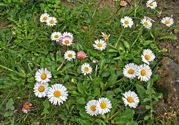 Bellis perennis, Margheritina, Pratolina comune, Margheritedda, Sitziedda