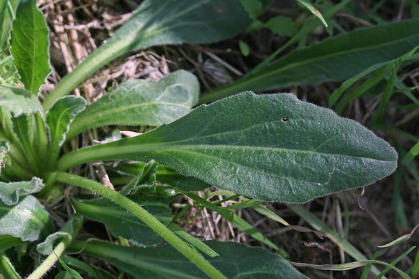 Bellis sylvestris, Margheritina autunnale, Pratolina autunnale, Magaridda, Margherita