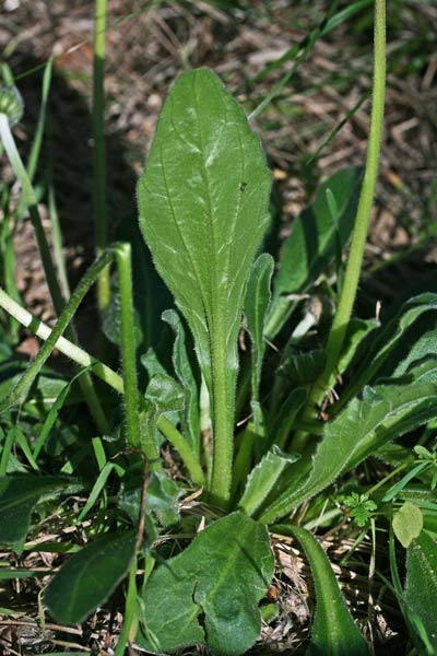 Bellis sylvestris, Margheritina autunnale, Pratolina autunnale, Magaridda, Margherita