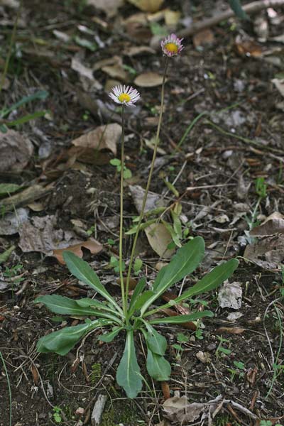 Bellis sylvestris, Margheritina autunnale, Pratolina autunnale, Magaridda, Margherita