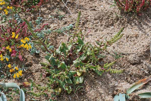 Beta vulgaris subsp. maritima, Bietola comune, Beda, Eda, Veda