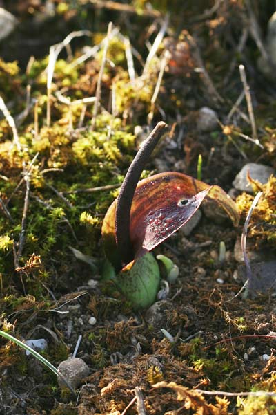 Biarum dispar, Gigaro di Bové, Satzaroeddu